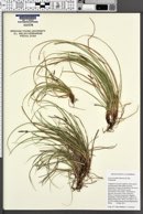 Image of Carex xerophila