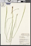 Achnatherum nelsonii subsp. nelsonii image