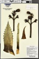 Agave parryi subsp. parryi image
