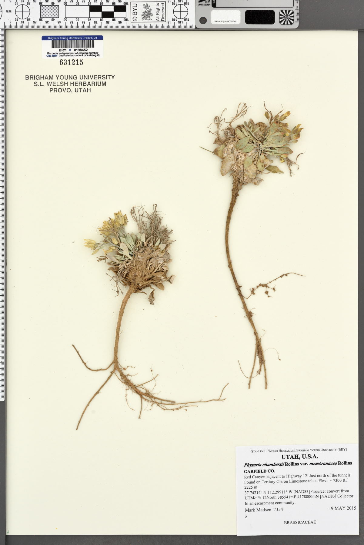 Physaria chambersii var. membranacea image