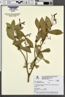 Image of Daphnopsis racemosa