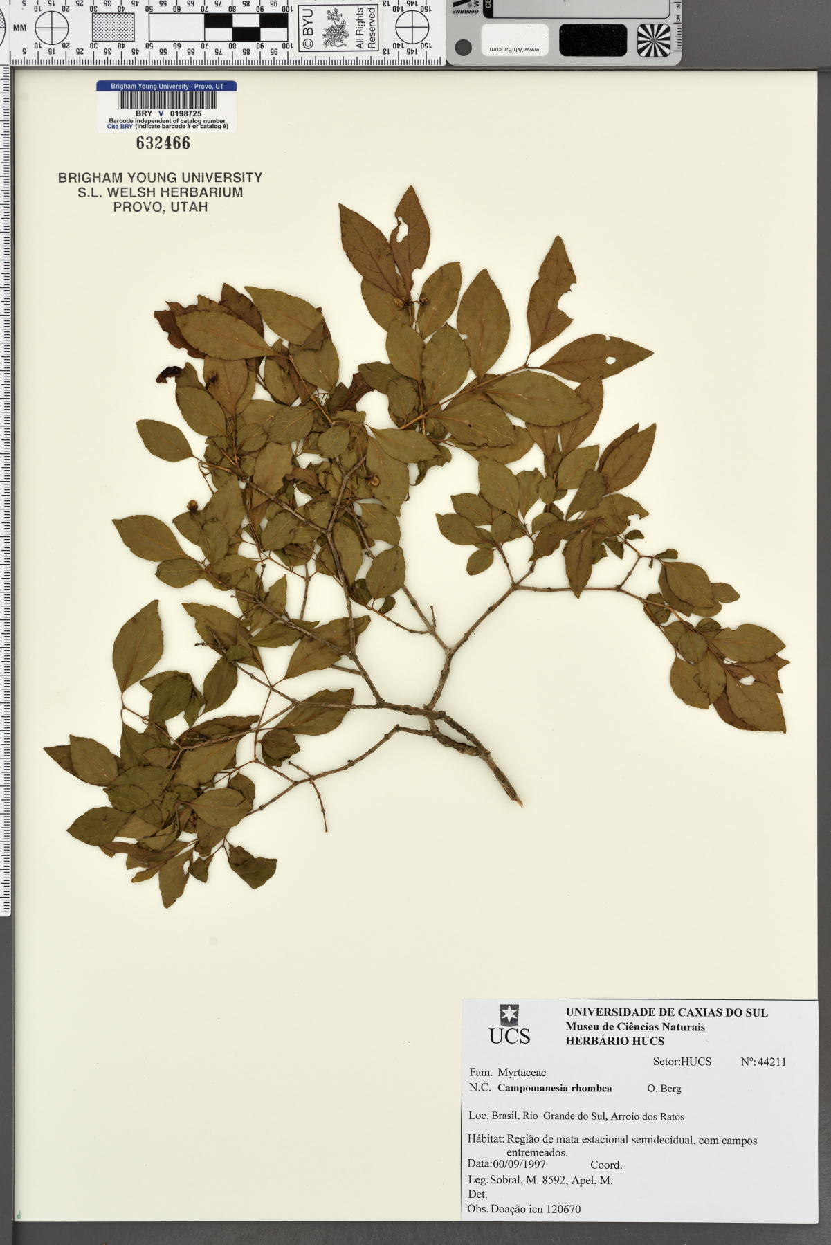 Campomanesia rhombea image