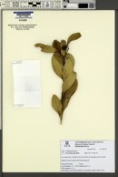 Image of Citronella paniculata