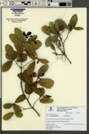 Image of Sloanea guianensis