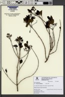 Myrcia multiflora image