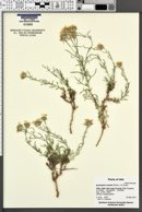 Ipomopsis roseata image