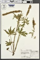 Lupinus leucophyllus subsp. erectus image