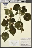 Abutilon grandifolium image