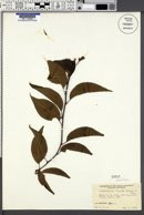 Tripterygium wilfordii image