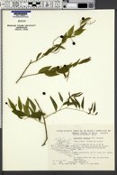 Image of Agonandra racemosa