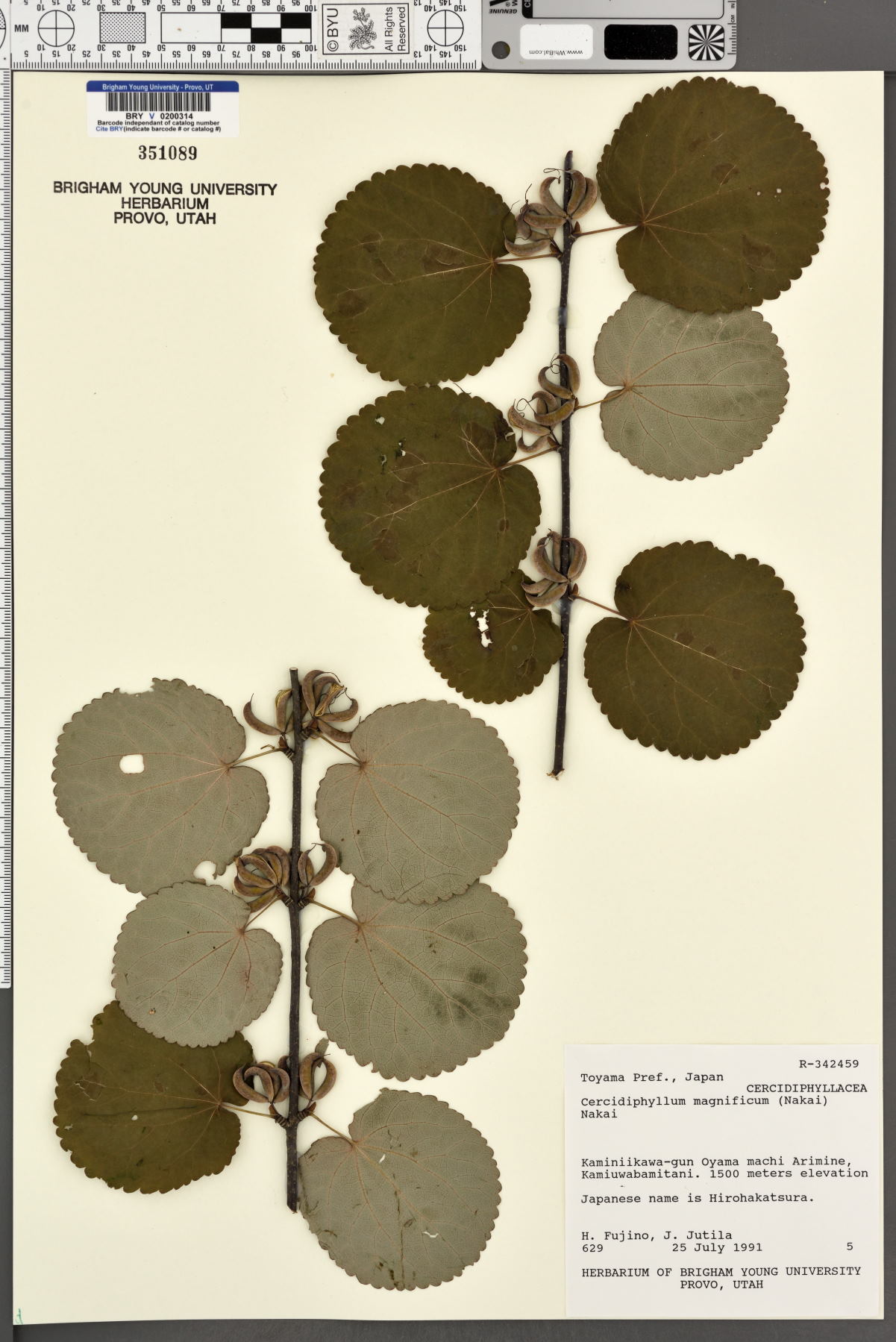 Cercidiphyllum magnificum image