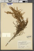 Salicornia subterminalis image