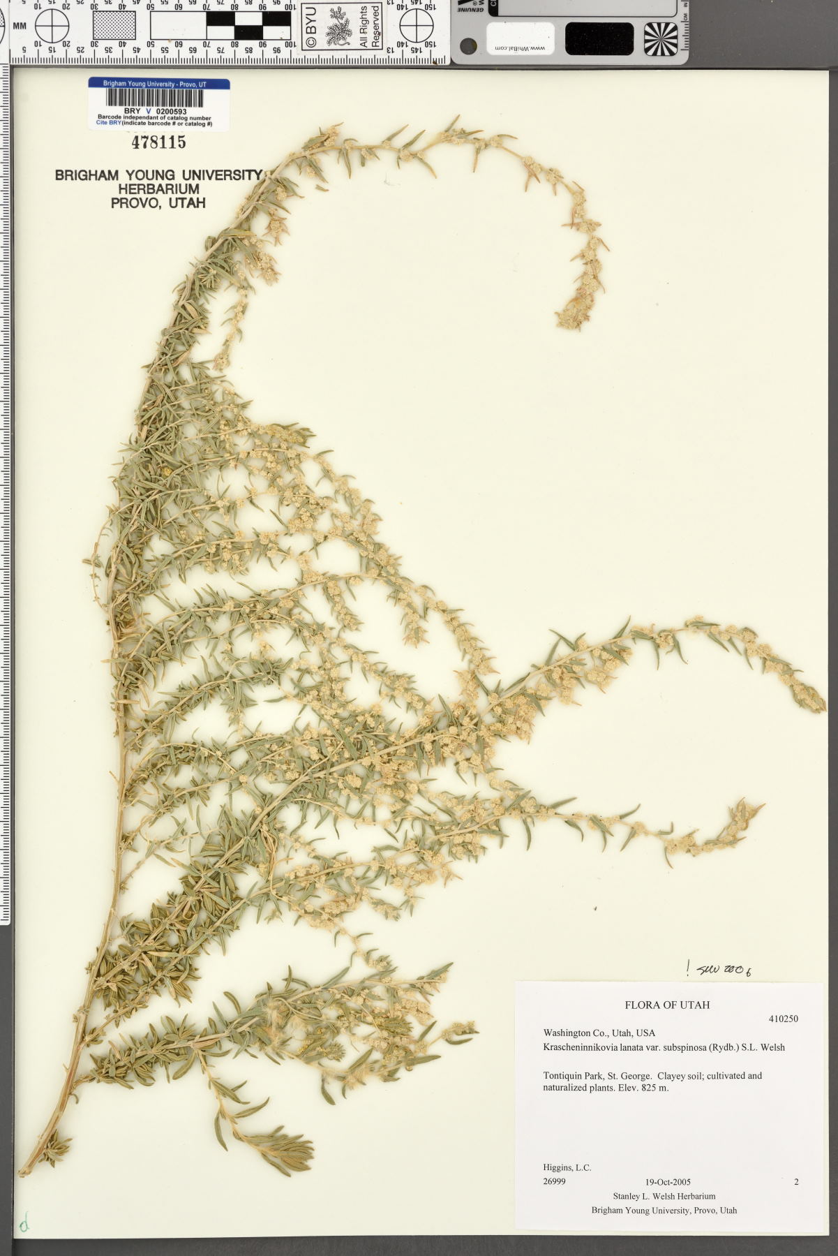 Krascheninnikovia lanata var. subspinosa image