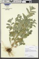 Chenopodium album subsp. album image