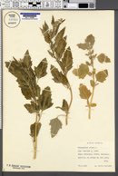 Chenopodium album subsp. album image