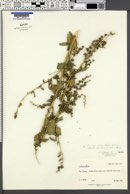 Chenopodium berlandieri var. berlandieri image