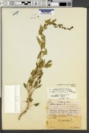 Chenopodium capitatum var. parvicapitatum image