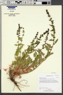 Chenopodium capitatum var. parvicapitatum image