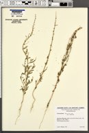 Chenopodium desiccatum image