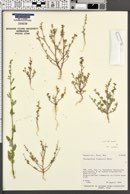 Chenopodium incanum image
