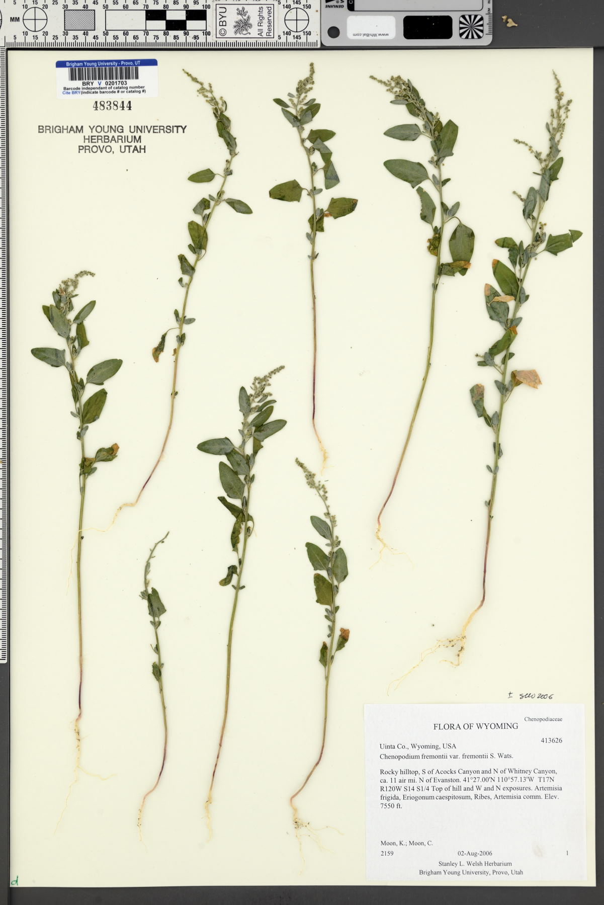 Chenopodium fremontii var. fremontii image