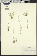Image of Stellaria fontinalis