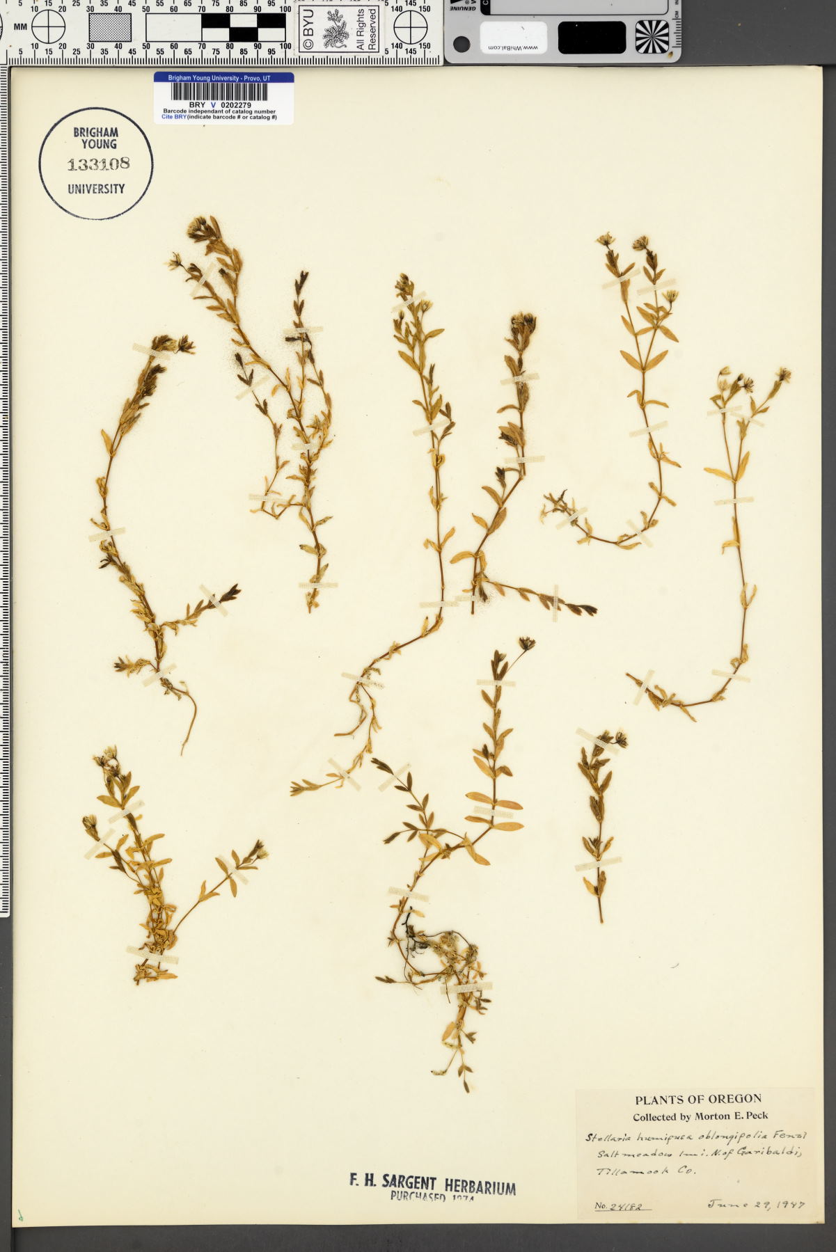 Stellaria humifusa var. oblongifolia image