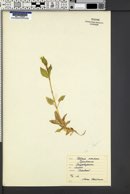 Stellaria nemorum image