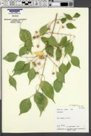 Euonymus bungeanus image