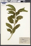 Euonymus europaea image