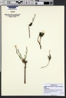 Lepidium montanum var. neeseae image
