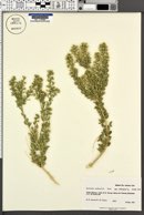 Mortonia utahensis image