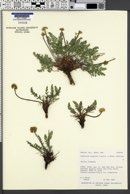 Lomatium scabrum image