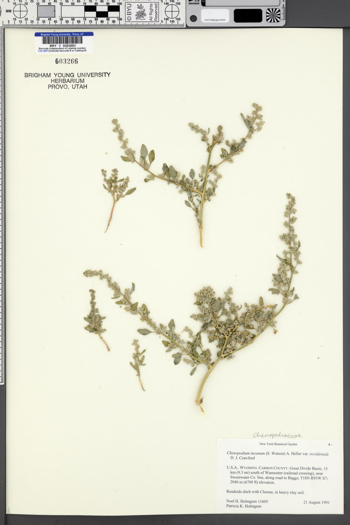 Chenopodium incanum var. occidentale image