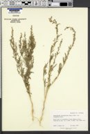 Chenopodium leptophyllum var. subglabrum image