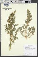 Chenopodium watsonii image