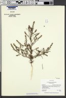 Corispermum welshii image
