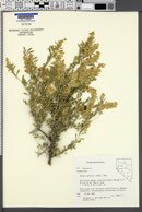 Grayia spinosa image
