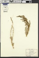 Halogeton sativus image