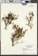 Kochia sedifolia image