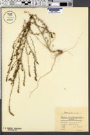 Bassia laniflora image