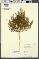 Salicornia rubra image