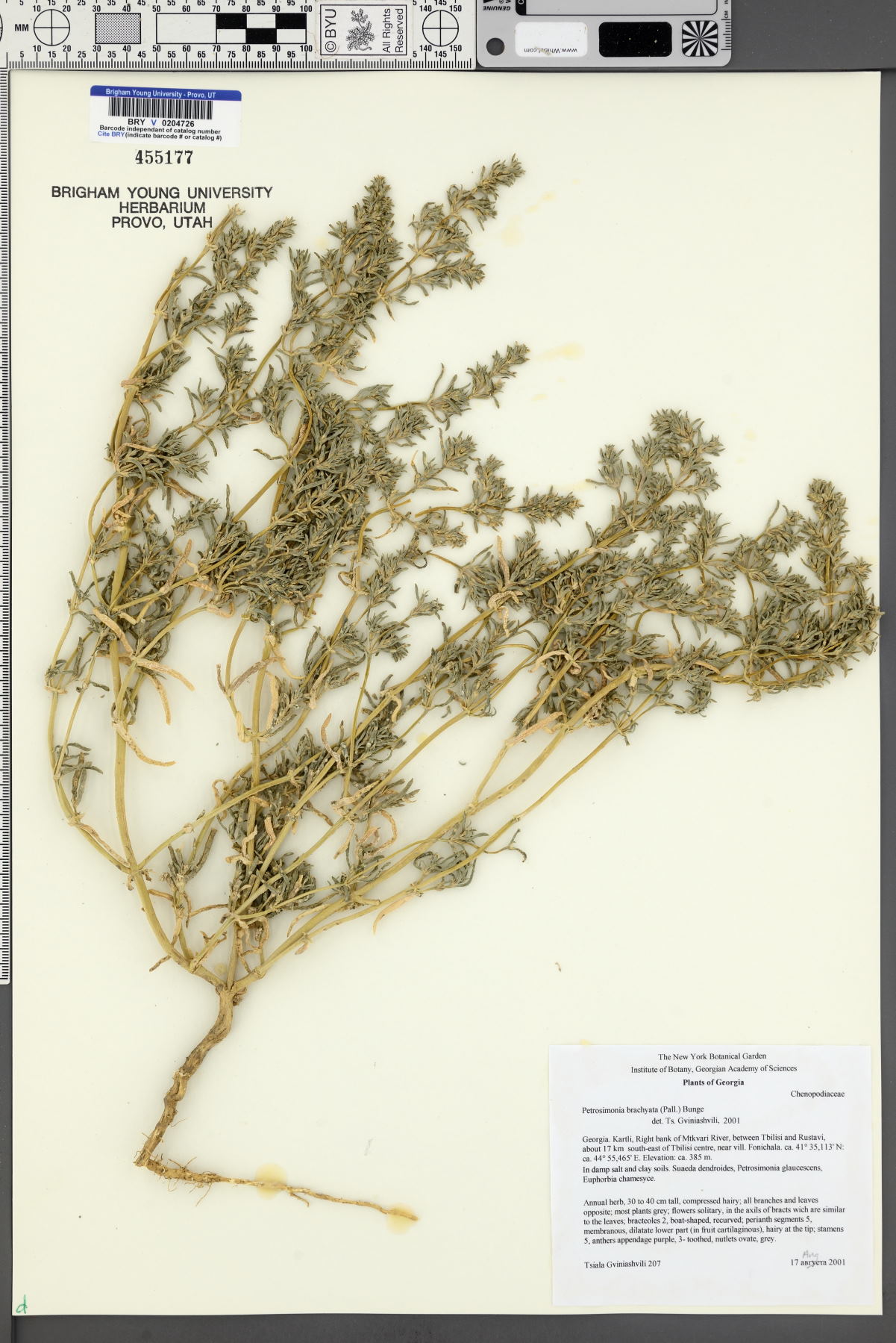 Petrosimonia brachiata image