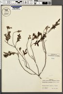 Image of Crocanthemum corymbosum
