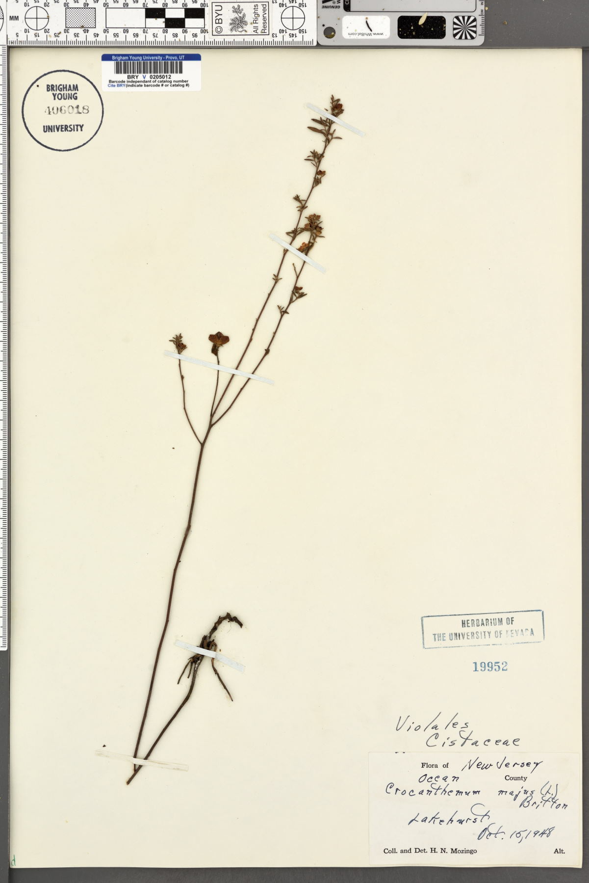 Crocanthemum majus image