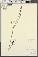 Image of Crocanthemum majus
