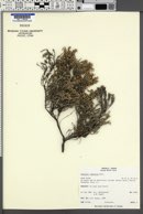 Hudsonia tomentosa image
