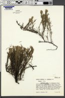 Hudsonia tomentosa var. intermedia image