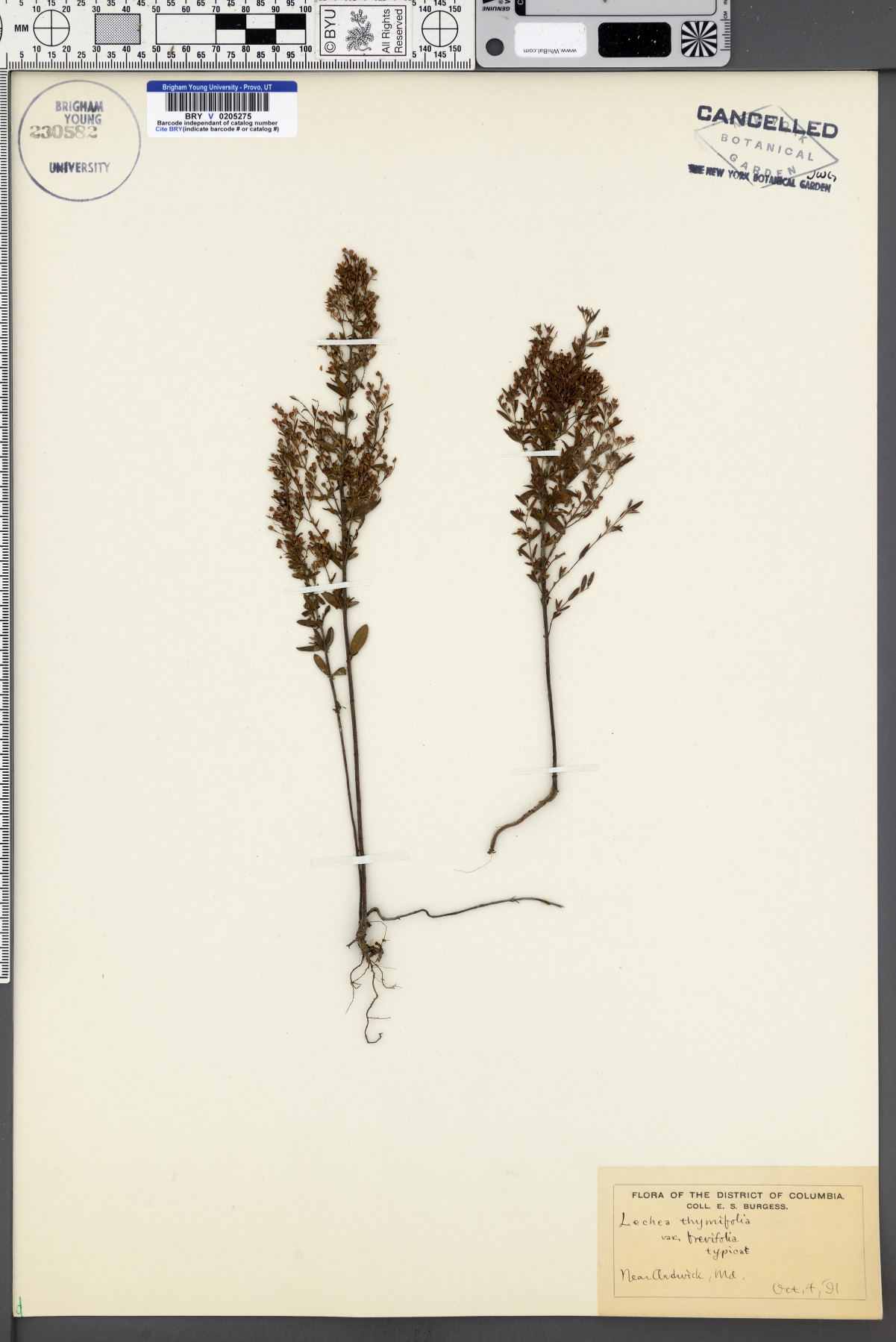 Lechea thymifolia image