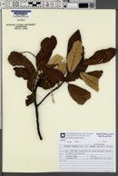 Clethra scabra image